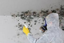 Reliable Forest City, PA Mold Removal Solutions